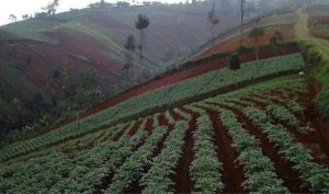 Marak Alih Fungsi Lahan : Sedikit Kita Tidak Memperhatikan Alam ini, Maka Bencana akan Terus Menerus Terjadi